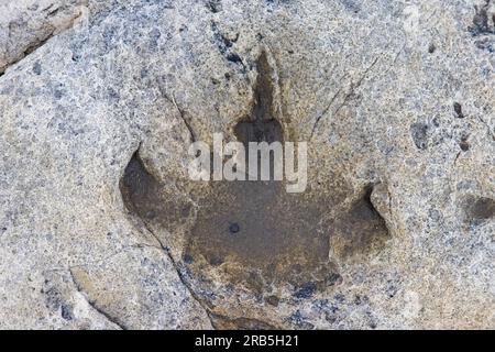 Impronta ornitopode in arenaria nel sito dei dinosauri del Cretaceo inferiore a Boltodden, Kvalvagen, Svalbard / Spitsbergen, Norvegia Foto Stock