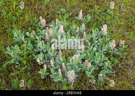 Salice lanoso (Salix lanata), specie subartica di salice, arbusto deciduo originario dell'Islanda, delle Isole Faeroe e della Finlandia, fino alla Siberia orientale Foto Stock