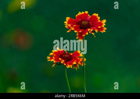 Fiori di coperta indiani in un giardino Foto Stock