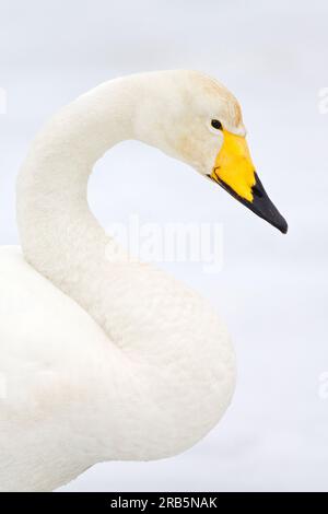 Ritratto di un elegante wan di Wooper adulto (Cygnus cygnus) in Giappone. Un aspetto tranquillo e sereno sul viso. Foto Stock