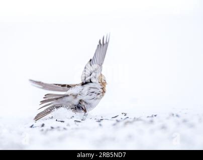 Arctic Redpoll (Acanthis hornemanni) svernamento nella Norvegia artica. Decolla da terra. Foto Stock