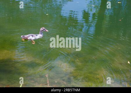 Un'anatra che nuota in un lago nel sud della Florida. Foto Stock