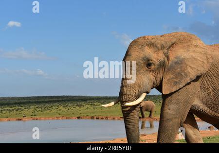 Ritratto ravvicinato estremo di grande formato di un elefante selvaggio che cammina verso una sorgente in Sudafrica. Foto Stock