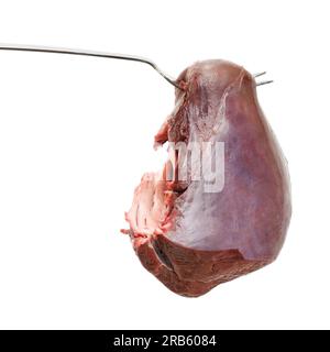 Grande pezzo di carne sulla forchetta Foto Stock