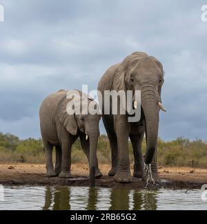 Elefanti Afican presso la riserva di caccia Mashatu Euphorbia in Botswana. Foto Stock