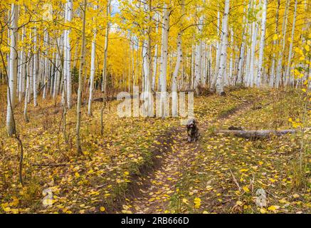 Cane da compagnia con Aspens americano e colore autunnale in Colorado. Foto Stock