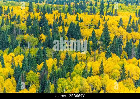 Colore autunnale negli alberi di Aspen vicino a Telluride, Colorado. Foto Stock