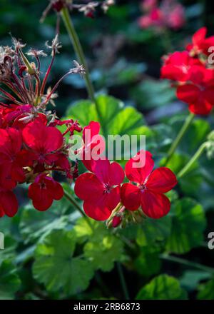 Fiore rosso del becco di gru (geranio ibrido) pelargonium rosso. Fiori di geranio rosso nel giardino estivo. Foto Stock