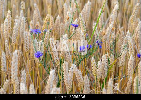 Foto a fuoco poco profonda di un bellissimo grano bianco dorato mescolato con fiori blu di un cardo. Un ladybug sta strisciando su uno stelo. Foto Stock