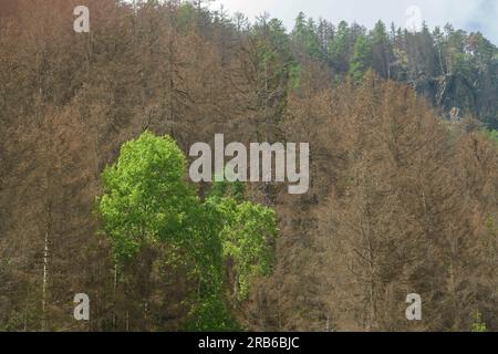 Tirolo / Austria - collasso della foresta protettiva nelle Alpi a causa della siccità e dell'infestazione da coleotteri di corteccia. La monocoltura forestale incontra la crisi climatica. Foto Stock