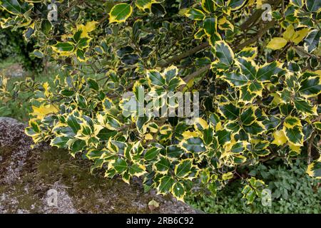 Rami di Christmas holly o Ilex aquifolium con foglie gialle variegate. Pianta ornamentale Evergreen. Foto Stock