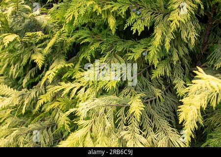 Chamaecyparis lawsoniana o cedro di Port Orford o cipresso di Lawson. Pianta ornamentale Evergreen con foglie verdi dorate e coni blu. Foto Stock