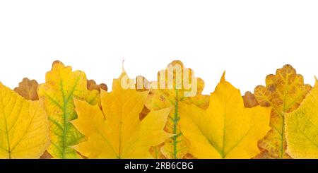 Foglie di colore giallo autunnale con bordo orizzontale senza cuciture isolate su bianco. Foglie di acero e quercia. Foto Stock
