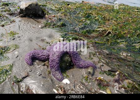 Una stella marina viola è esposta nella zona intertidale durante la più bassa marea dell'estate nel Constellation Park di West Seattle martedì 4 luglio 2023 Foto Stock