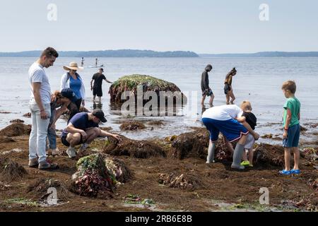 I visitatori si riuniscono per esplorare la zona intertidale durante la più bassa marea dell'estate nel Constellation Park di West Seattle martedì 4 luglio 2023. Foto Stock