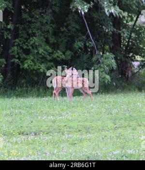 Due falle, più falle in gioco Foto Stock