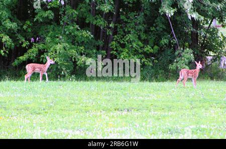 Due falle, più falle in gioco Foto Stock