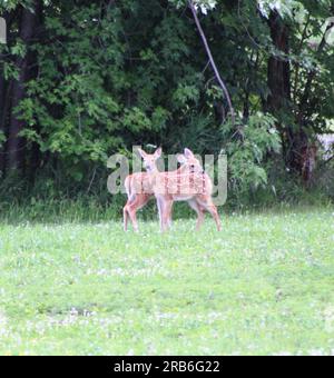 Due falle, più falle in gioco Foto Stock
