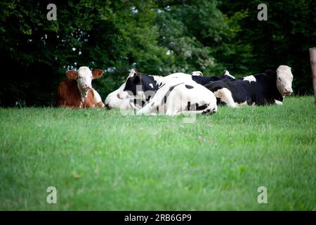 Raggruppa le mucche in prato, le mucche e il vitello in primo piano. guarda in camera Foto Stock