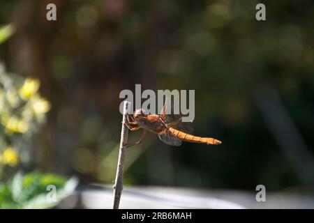 Immagine ravvicinata di una graziosa libellula arancione che poggia su un palo Foto Stock