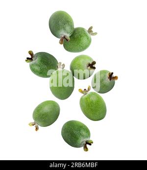 Frutti freschi di feijoa che cadono su sfondo bianco Foto Stock