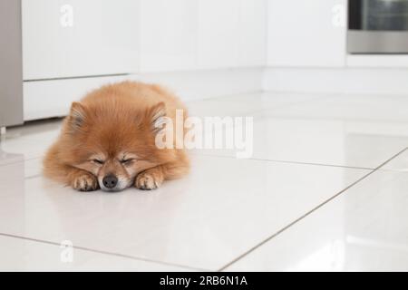 Un cane della Pomerania sdraiato sul pavimento della cucina, in attesa che il proprietario torni a casa Foto Stock