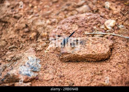 libellula nera sul terreno roccioso rosso Foto Stock