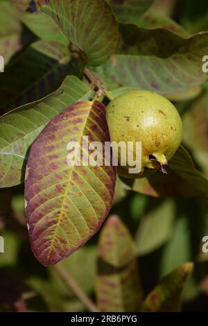 Guava appesa con un albero in una fattoria. Guava fresca. La luce solare cade lateralmente. Foto Stock