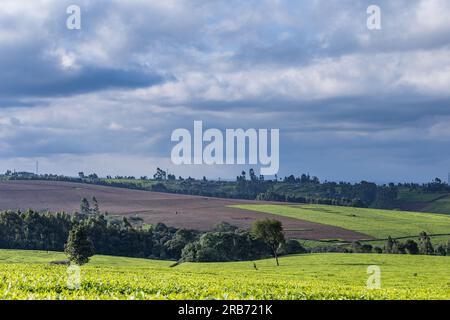 Adigo digo obinja tv Kenyan Fashion Photographers Antony Trivet Foto Stock