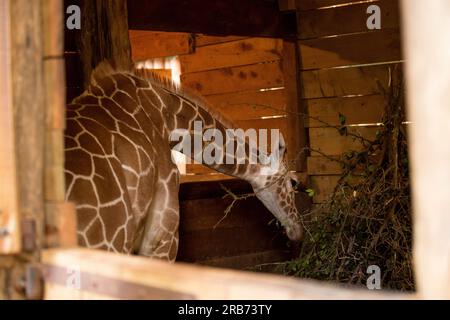 Lo Sheldrick Wildlife Trust gestisce un programma di salvataggio degli elefanti orfani e di riabilitazione della fauna selvatica in Kenya. Fu fondata nel 1977 da Dame Daphne Sheldr Foto Stock