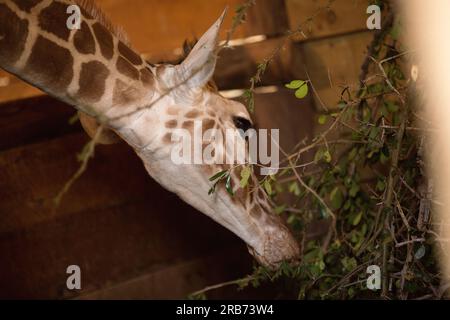 Lo Sheldrick Wildlife Trust gestisce un programma di salvataggio degli elefanti orfani e di riabilitazione della fauna selvatica in Kenya. Fu fondata nel 1977 da Dame Daphne Sheldr Foto Stock