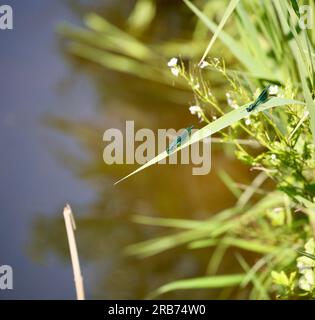 Demoiselle damselflies a banda Foto Stock