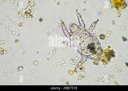 microbi del suolo organismi in un campione di terreno e compost, funghi e funghi e sotto il microscopio nell'agricoltura rigenerativa. in australia. Foto Stock