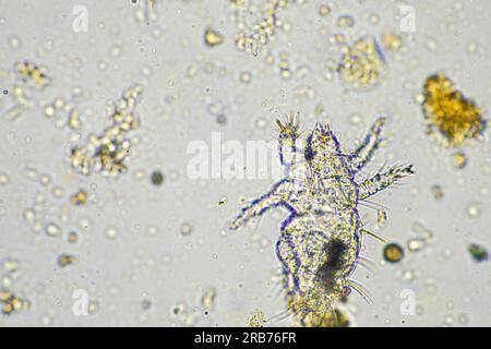 microbi del suolo organismi in un campione di terreno e compost, funghi e funghi e sotto il microscopio nell'agricoltura rigenerativa. in australia. Foto Stock