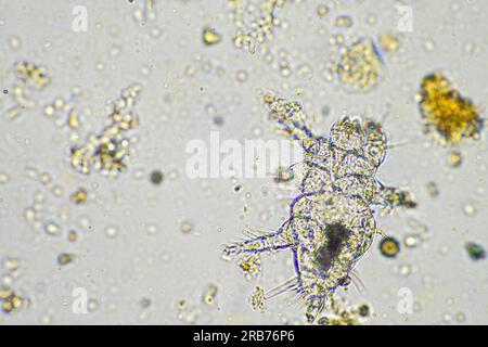 microbi del suolo organismi in un campione di terreno e compost, funghi e funghi e sotto il microscopio nell'agricoltura rigenerativa. in australia. Foto Stock