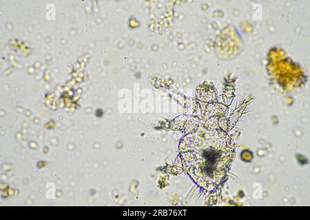 microbi del suolo organismi in un campione di terreno e compost, funghi e funghi e sotto il microscopio nell'agricoltura rigenerativa. in australia. Foto Stock