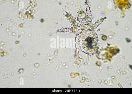 microbi del suolo organismi in un campione di terreno e compost, funghi e funghi e sotto il microscopio nell'agricoltura rigenerativa. in australia. Foto Stock