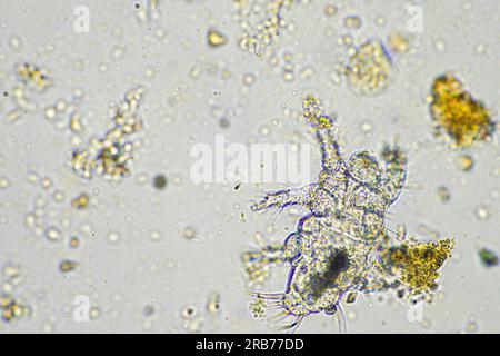 microbi del suolo organismi in un campione di terreno e compost, funghi e funghi e sotto il microscopio nell'agricoltura rigenerativa. in australia. Foto Stock