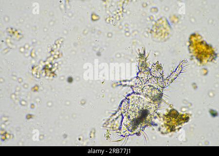 microbi del suolo organismi in un campione di terreno e compost, funghi e funghi e sotto il microscopio nell'agricoltura rigenerativa. in australia. Foto Stock