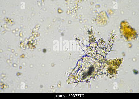 microbi del suolo organismi in un campione di terreno e compost, funghi e funghi e sotto il microscopio nell'agricoltura rigenerativa. in australia. Foto Stock