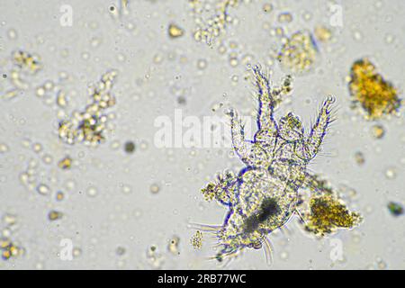 microbi del suolo organismi in un campione di terreno e compost, funghi e funghi e sotto il microscopio nell'agricoltura rigenerativa. in australia. Foto Stock