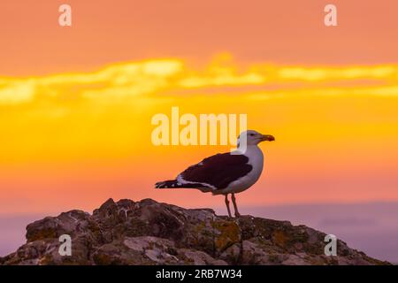 Il gabbiano delle aringhe (Larus argentatus) si erge su una roccia al tramonto sull'isola di Skomer sulla costa del Pembrokeshire vicino a Marloes, Galles occidentale, famosa per la fauna selvatica Foto Stock