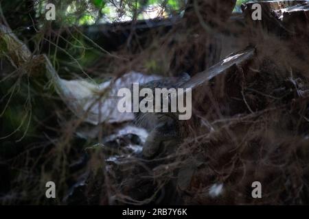 Questa foto mostra un gatto manul che vive in un parco faunistico. Il gatto manul, noto anche come gatto della Pallade, è un piccolo gatto selvatico originario della S. Foto Stock