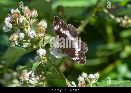 Farfalla dell'ammiraglio bianco (Limenitis camilla) che si nutre di nettare di fiori di bramble in luglio o in estate, Surrey, Inghilterra, Regno Unito Foto Stock