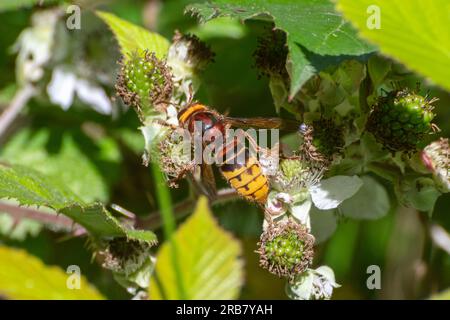 Calabrone europeo (Vespa crabro) su fiore di bramble in estate, Surrey, Inghilterra, Regno Unito Foto Stock