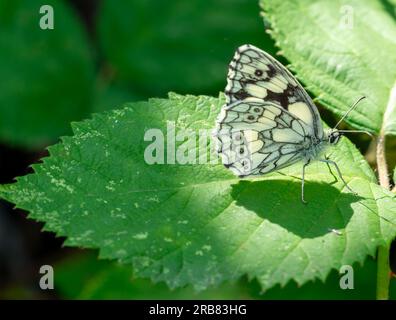 Melanargia galathea farfalla su foglia Foto Stock