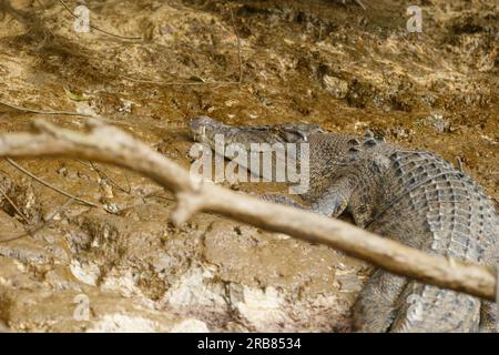 Daintree, Australia. 4 luglio 2023. Una femmina di coccodrillo esturiarino (Crocodylus porosus) vista sulle rive del fiume Daintree nel tropicale far North Queensland. Credito: SOPA Images Limited/Alamy Live News Foto Stock