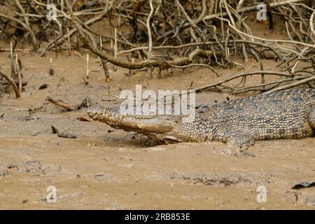 Daintree, Australia. 4 luglio 2023. Una femmina di coccodrillo esturiarino (Crocodylus porosus) vista sulle rive del fiume Daintree nel tropicale far North Queensland. Credito: SOPA Images Limited/Alamy Live News Foto Stock