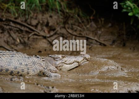 Daintree, Australia. 4 luglio 2023. Una femmina di coccodrillo esturiarino (Crocodylus porosus) vista sulle rive del fiume Daintree nel tropicale far North Queensland. Credito: SOPA Images Limited/Alamy Live News Foto Stock