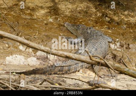 Daintree, Australia. 4 luglio 2023. Una femmina di coccodrillo esturiarino (Crocodylus porosus) vista sulle rive del fiume Daintree nel tropicale far North Queensland. Credito: SOPA Images Limited/Alamy Live News Foto Stock